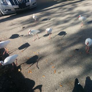 A group of white birds gathered in a parking lot.