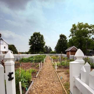 A peaceful vegetable garden with a gravel pathway, surrounded by a white picket fence.