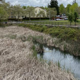 A serene wetland area with reeds and trees, featuring a small pond bordered by a fence.