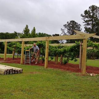 A person working on constructing a trellis in a vineyard.
