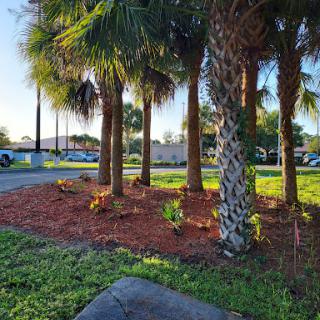 A tranquil scene of palm trees surrounded by fresh mulch and lush grass, bathed in the gentle morning light.