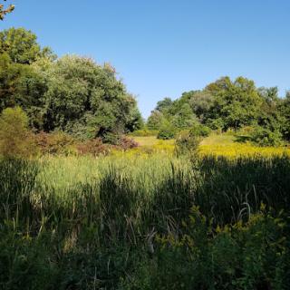 A serene landscape filled with lush greenery and wildflowers under a clear blue sky.