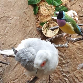 Two vibrant birds perched on branches, surrounded by a natural setting.