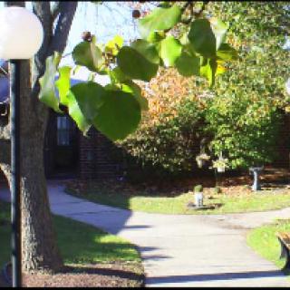 A peaceful garden scene with a winding pathway and lush greenery.