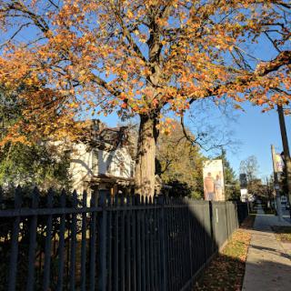 A vibrant autumn scene featuring a tree with orange leaves beside a sidewalk and fence.