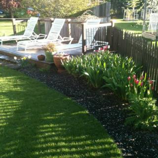 A sunny backyard with lounge chairs, green lawn, and vibrant plants along a fence.