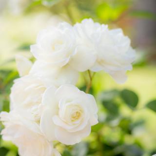 A cluster of delicate white roses blooming in a garden.