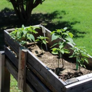 A wooden raised garden bed containing young plants under bright sunlight.