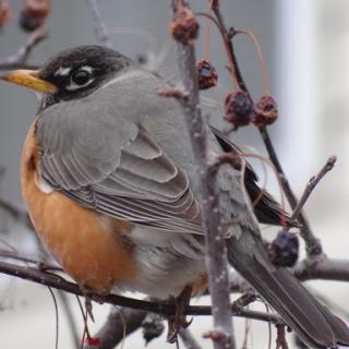 A close-up of a robin perched on a branch.