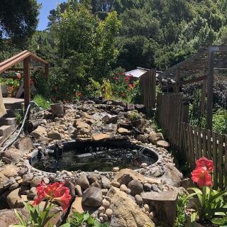 A serene garden landscape featuring a small pond surrounded by rocks and vibrant flowers.