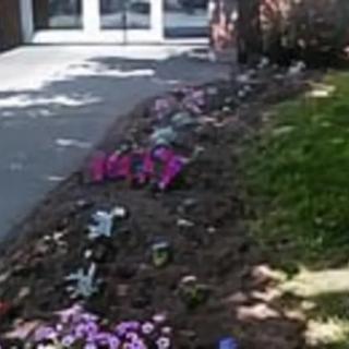 A flower bed alongside a sidewalk under dappled sunlight.