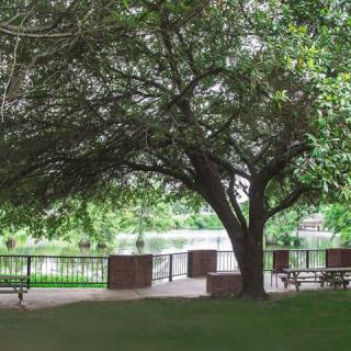 A tranquil park scene with a large tree providing shade over benches and a grassy area.