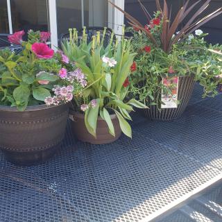 A collection of potted plants and flowers on a patio table.