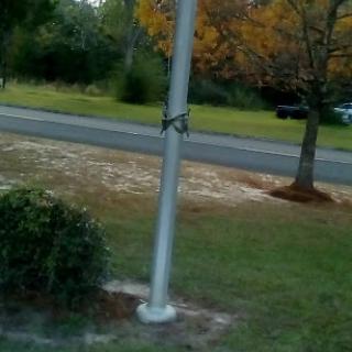 A serene outdoor scene featuring a pole and a tree with autumn foliage near a road.