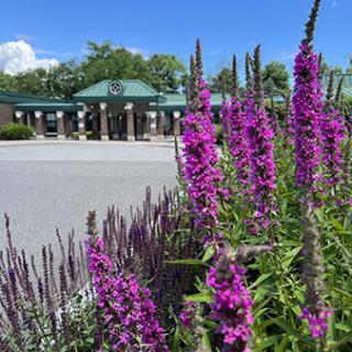 A vibrant display of purple flowers in the foreground with a building and clear blue sky in the background.