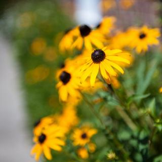 A close-up of vibrant yellow Rudbeckia flowers in a garden.