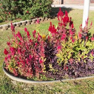 A vibrant flower bed showcasing a mix of red and green foliage.