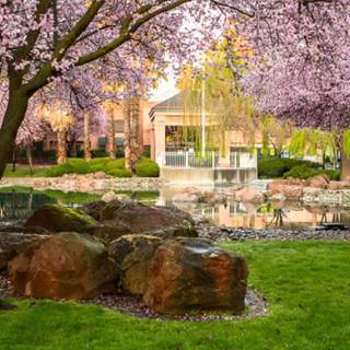 A serene garden scene with blooming cherry blossoms and lush greenery surrounding a small pond.