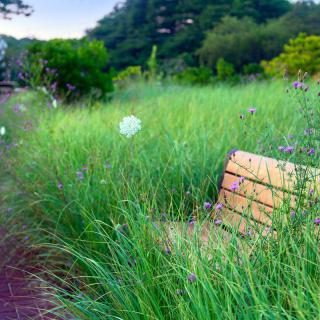 A wooden bench surrounded by overgrown grass on a tranquil park pathway.