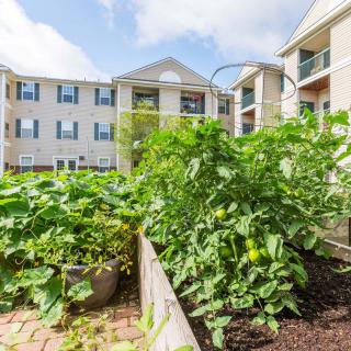 A community garden with lush green plants grows amidst an apartment complex, showcasing urban gardening in raised beds.