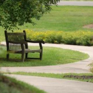A serene park scene featuring a wooden bench beside a winding pathway, surrounded by lush greenery.