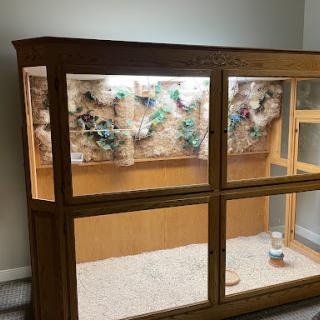 A beautifully designed wooden terrarium with plants and proper lighting, perfect for housing reptiles or other small animals.