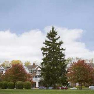 A tall evergreen tree in front of houses in a residential area.