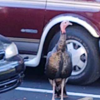 A wild turkey wandering through a parking lot.