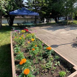 A vibrant garden bed with blooming flowers next to a paved pathway under a clear sky.