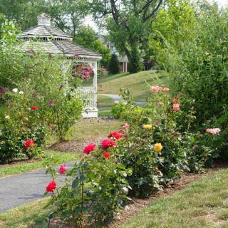 A beautiful garden showcasing vibrant roses alongside a serene pathway and a charming gazebo.