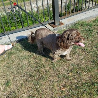 A playful dog enjoying a sunny day outdoors on a leash.