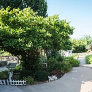 A tranquil garden featuring a lush tree and a winding pathway.