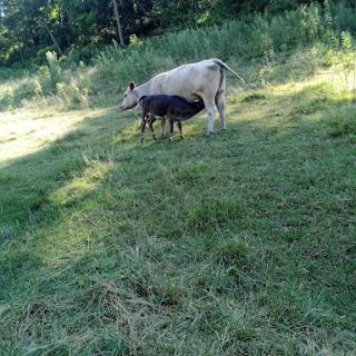 A mother cow and her calf grazing peacefully in a pasture.