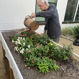 An elderly man watering a flower bed, nurturing the plants in his garden.