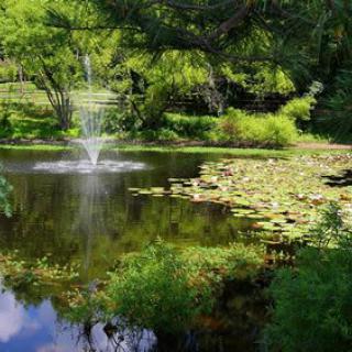 A serene pond surrounded by lush greenery, featuring a gentle fountain and floating lilypads.