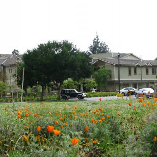 A scenic view of a suburban neighborhood with a garden full of flowers in the foreground.