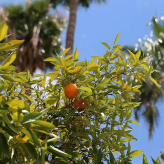 A vibrant orange hanging from a lush tree against a clear blue sky with palm trees in the background.