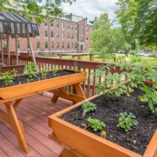 Raised wooden planters on a deck in an urban setting, with young vegetable plants growing.