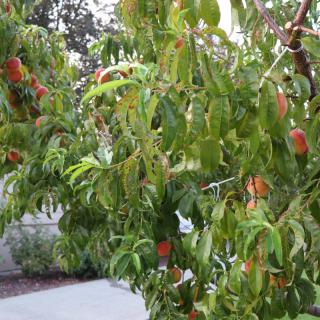 A fruit-bearing tree with lush green leaves and ripe fruits.