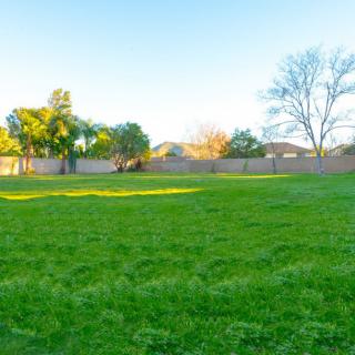 A sunny day in a lush green field surrounded by trees and a fence.