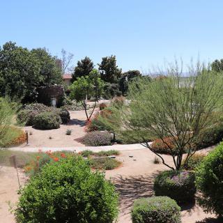 A serene desert garden with various plants and trees under a clear blue sky.