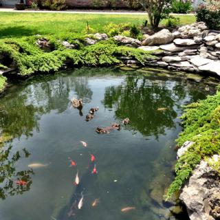 A serene garden pond with ducks and koi fish swimming peacefully.