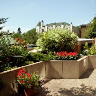 A vibrant garden with blooming flowers and lush greenery on a sunny day.