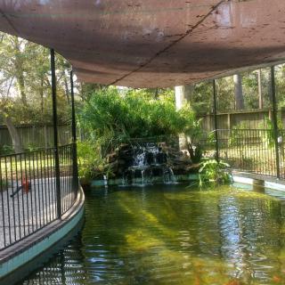 A tranquil indoor pond with lush greenery and a small waterfall, surrounded by a protective fence.