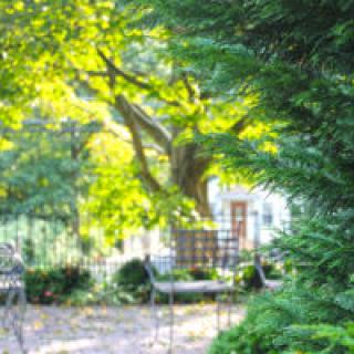 A peaceful garden with trees and chairs basking in the sunlight.
