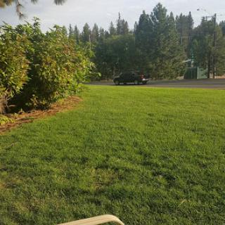 A serene outdoor scene featuring lush green grass, trees in the background, and a car parked by the road.