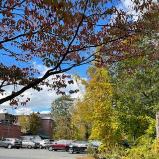 A vibrant scene capturing the beauty of autumn with colorful leaves against a clear blue sky.