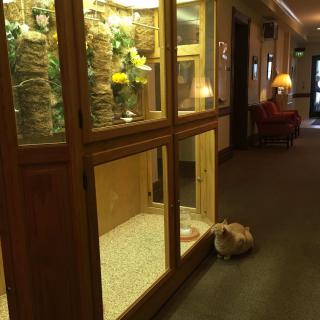 A tortoise resting in a hallway next to an indoor aquarium setup in a hotel lobby.