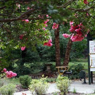 A scenic garden view with blooming pink flowers and lush greenery.