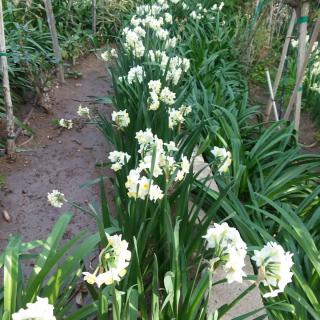 A pathway lined with blooming white flowers in a lush garden.